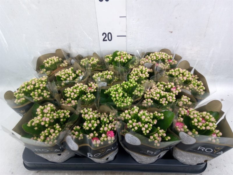 Korallvirág (Rosebud Mix) 12/23 cm - Image 2