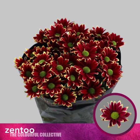 Bordó Krizantém (Haydar Yellow) 70cm/85g