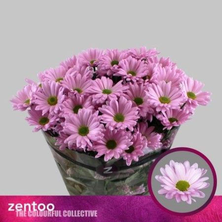 Rózsaszín Krizantém (Katinka) 70cm/75g