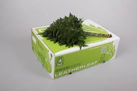 Leatherleaf - Rumora (Junior Green Ocean) 35cm