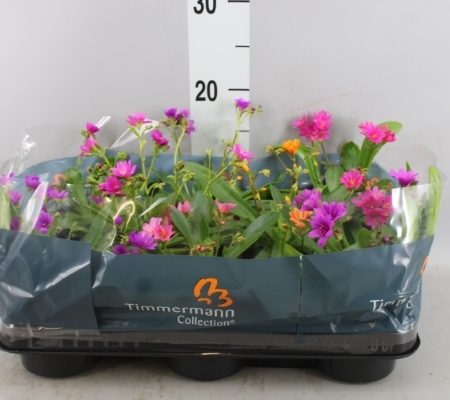 Lewisia Cotyledon- Dohánygyökér (Mix) 10/18cm