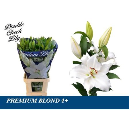 Fehér Liliom (OR Premium Blond) 95cm