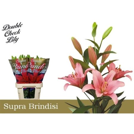 Rózsaszín Liliom (Long Supra Brindisi) 95cm