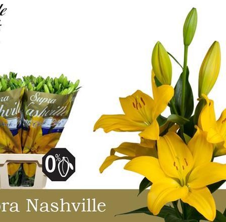 Citromsárga Liliom (Longi Supreme Nashville) 95cm