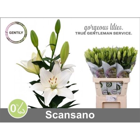 Fehér Liliom (Long Aziatic Scansano) 90cm