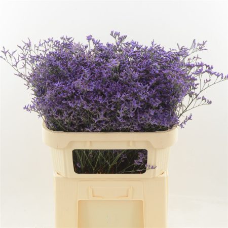 Limonium- Sóvirág (Safora Dark Blue) 50cm