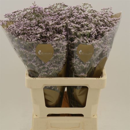 Limonium- Sóvirág (Safora Oshi Pink) 70cm