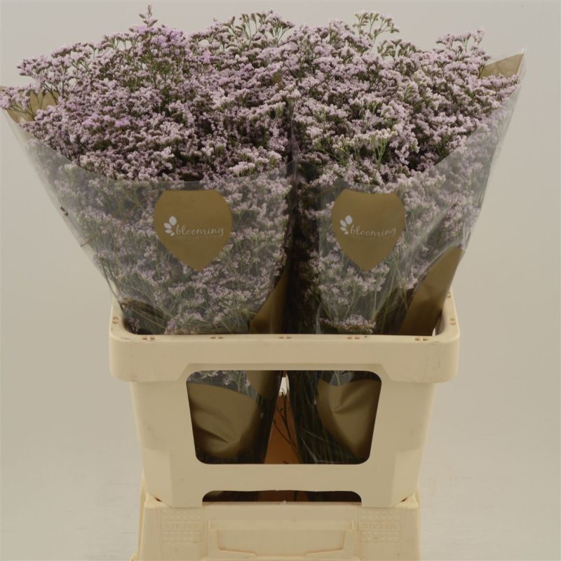 Limonium- Sóvirág (Safora Oshi Pink) 70cm