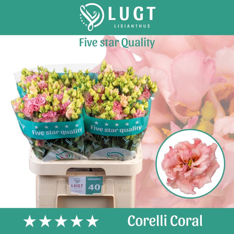 Rózsaszín Lisianthus (Corelli Coral) 70cm
