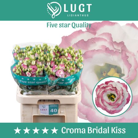 Pasztell Rózsaszín Lisianthus (Croma Bridal Kiss) 70cm