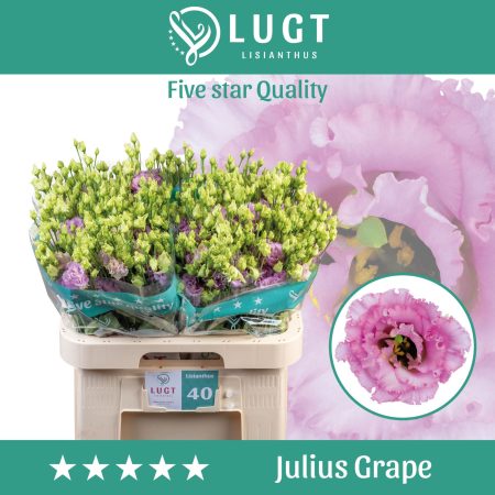 Lila Lisianthus (Double Julius Grape) 70cm