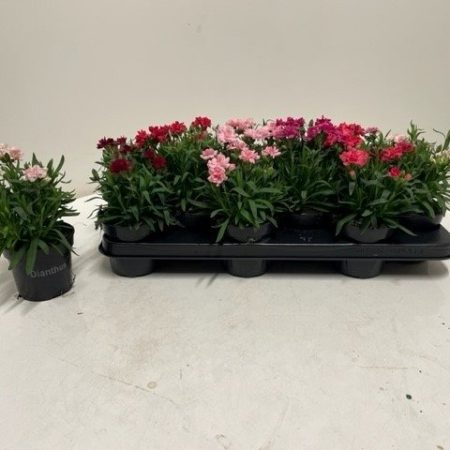 Dianthus- Szegfű (Oscar Mix) 10,5/20cm