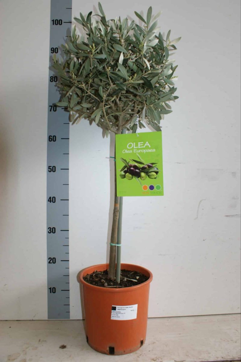 Olajfa- (Olea Europaea) 20/100cm