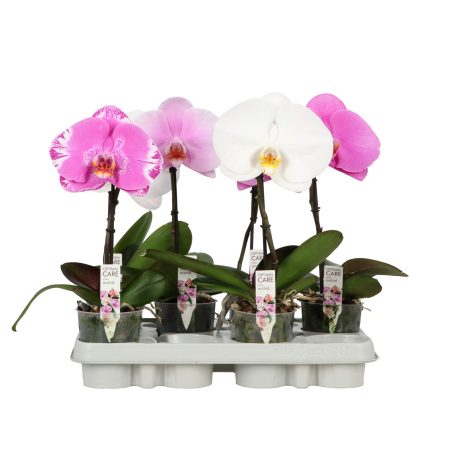 Phalaenopsis- Orchidea (Singolo Mix 1 Ágú) 9/35 cm