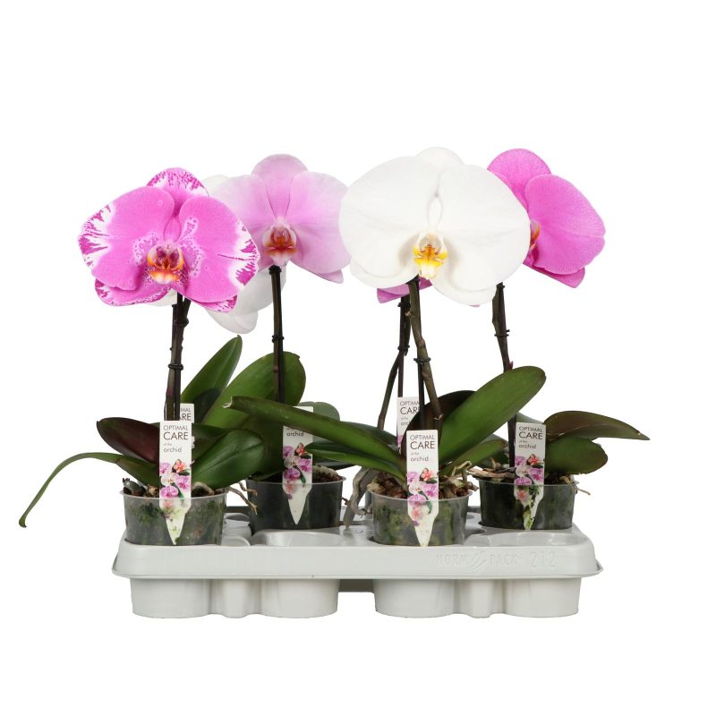 Phalaenopsis- Orchidea (Singolo Mix 1 Ágú) 9/35 cm