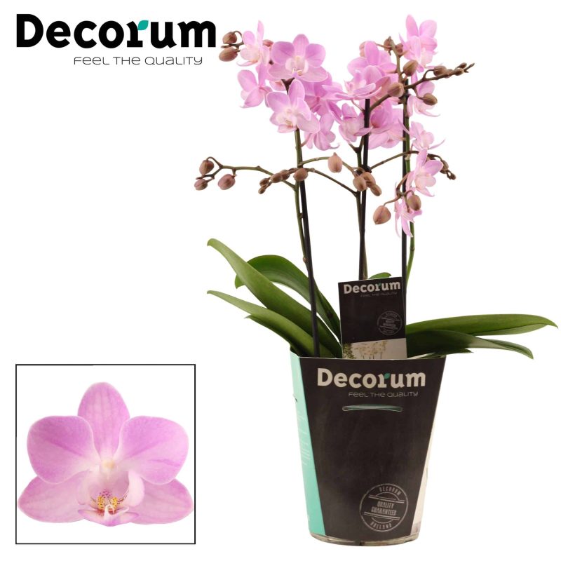 Phalaenopsis- Orchidea (Singolo-1ágú) 9/35cm - Image 2