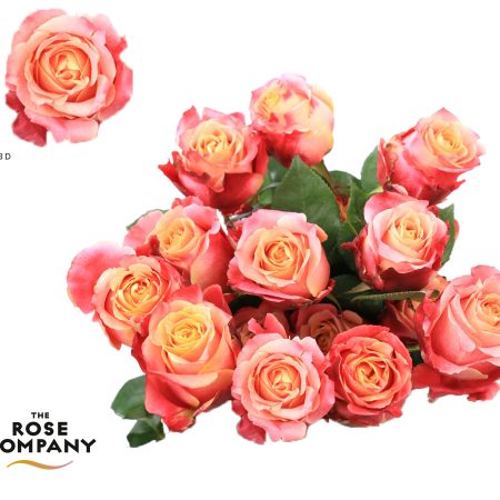 Rózsa (EQ Tiffany) 60 cm