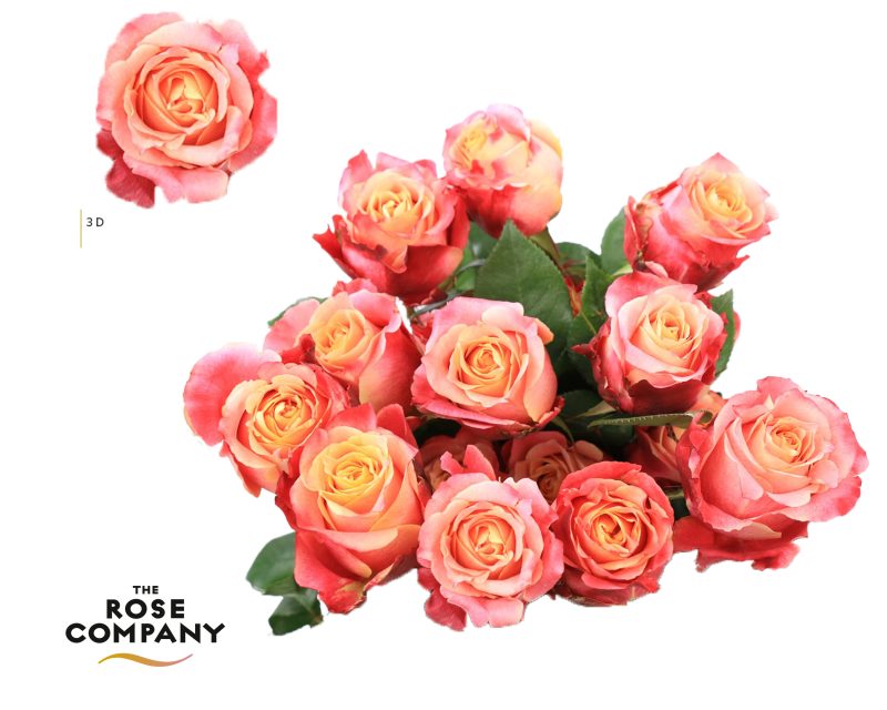 Rózsa (EQ Tiffany) 60 cm