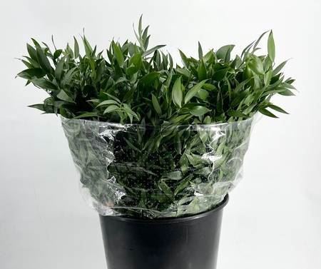 Ruscus Aculeatus- 50 cm