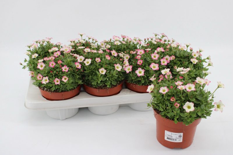 Saxifraga arendsii- Mohalevelű Kőtörőfű (Alpino Rose) 12/20cm - Image 3