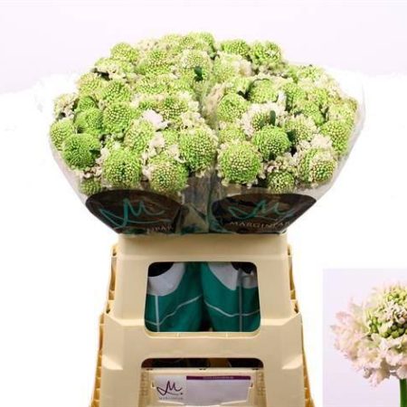 Scabiosa atropurpurea- Ördögszem (French Vanilia BonBon) 50cm