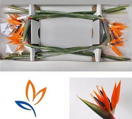 Strelitzia- Papagájvirág (Reginae Blomen) 80cm
