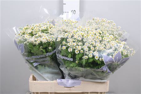 Tanacetum (Single Vegmo) 70cm