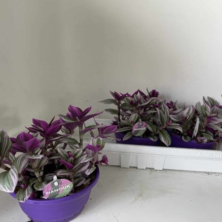 Tradescantia Albiflora- Közönséges pletyka (Pink Paradise) 6/15cm