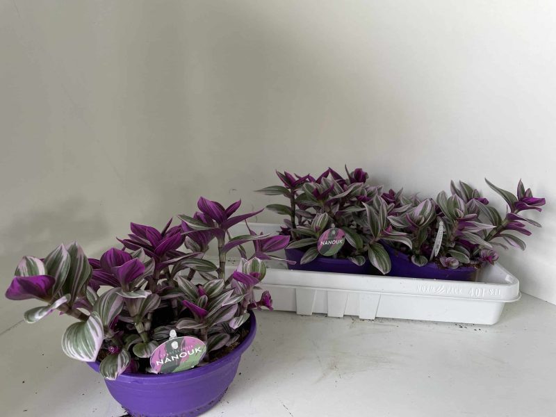 Tradescantia Albiflora- Közönséges pletyka (Pink Paradise) 6/15cm