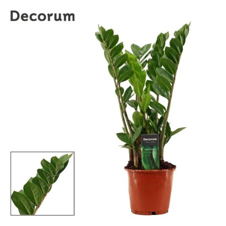 Zamioculcas Zamiifolia- 14/60cm
