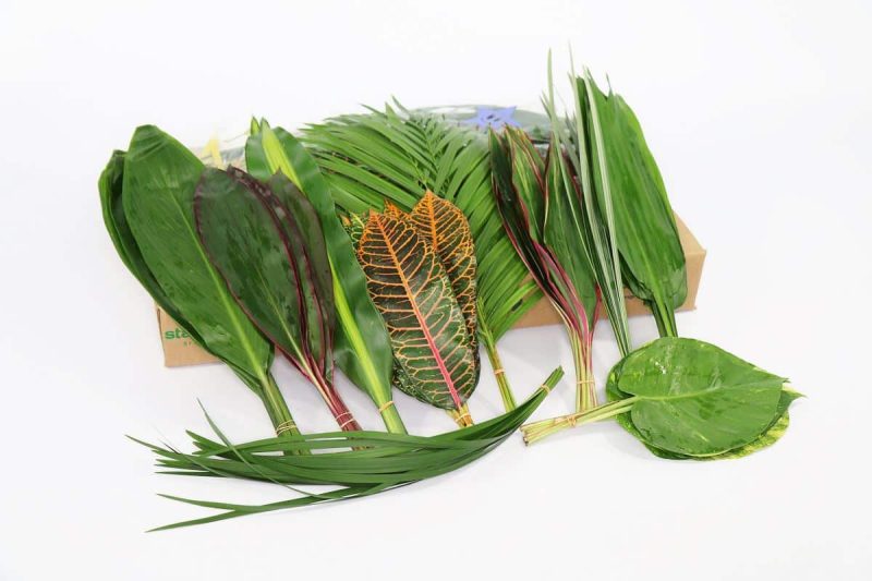 Zöld Mix (Tropical)