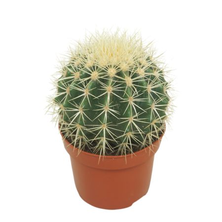 Echinocactus grusonii- Sünkaktusz 12/15cm