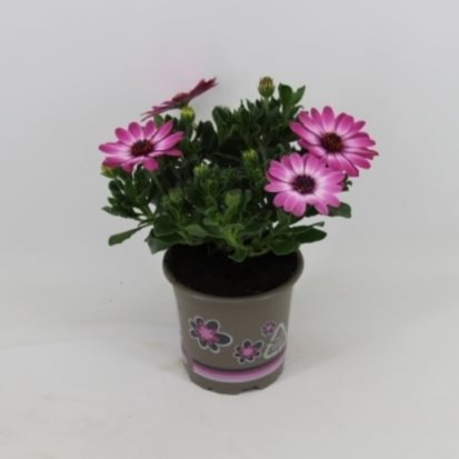 Osteospermum- Cseppecskevirág (FlowPow Light Pink) 11/22cm
