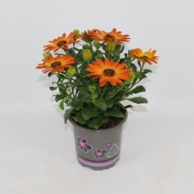 Osteospermum- Cseppecskevirág (Margarita Orange Flare) 11/22cm