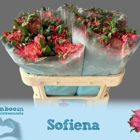 Alstroemeria (Fashionista Sofiena)- Rózsaszín 60cm