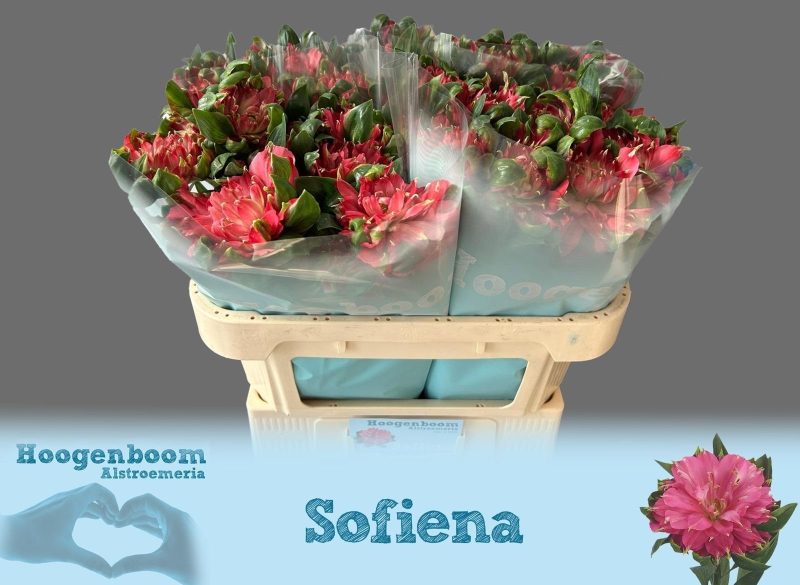 Alstroemeria (Fashionista Sofiena)- Rózsaszín 60cm