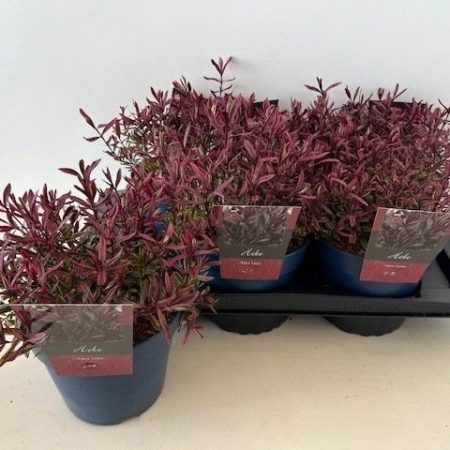 Hebe- Veronikacserje 17/28cm