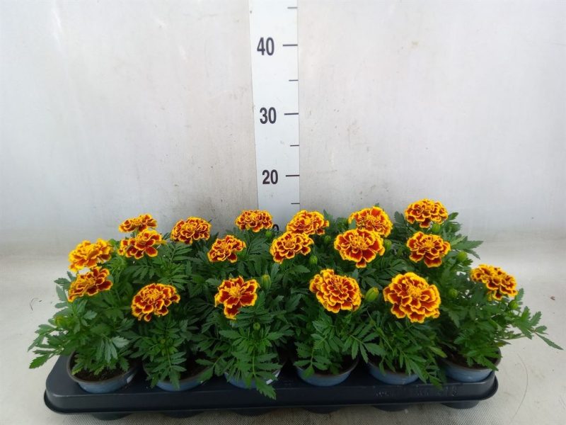 Tagetes- Büdöske (Gold) 9/18cm