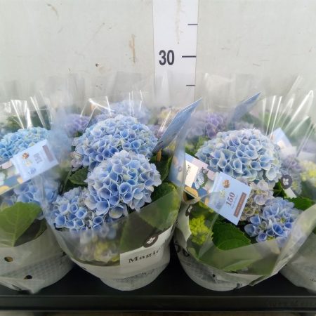 Hydrangea- Hortenzia (Magical Revolution Blue) 10/25cm