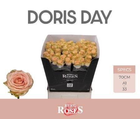 Bicolor Rózsa (Liz Taylor- Doris Day) 60cm