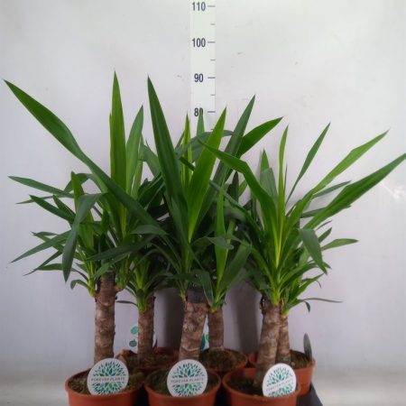 Yucca- 17/70cm
