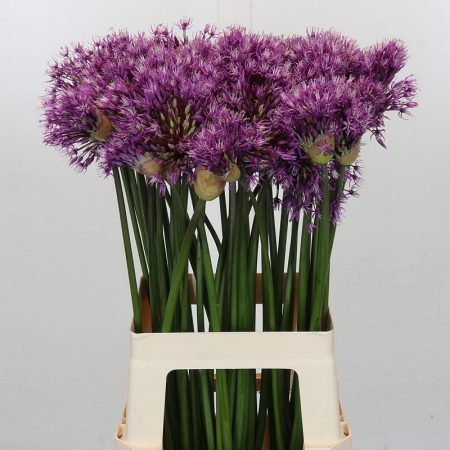 Allium- Díszhagyma (Early Emperor) 70cm
