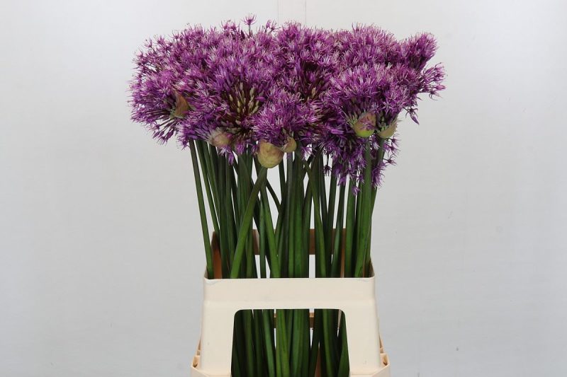 Allium- Díszhagyma (Early Emperor) 70cm