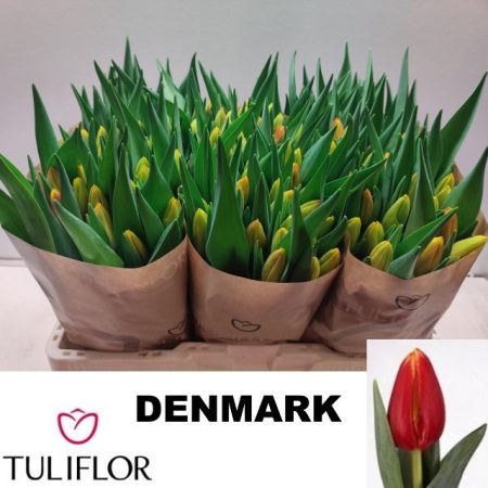 Piros/Sárga Tulipán (EN Denmark) 40cm