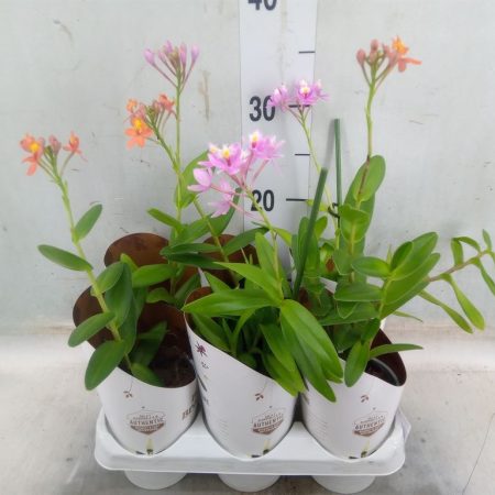Epidendrum (Mix) 9/20cm
