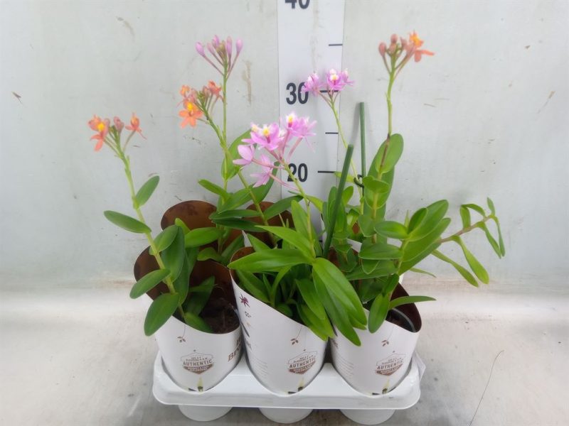Epidendrum (Mix) 9/20cm
