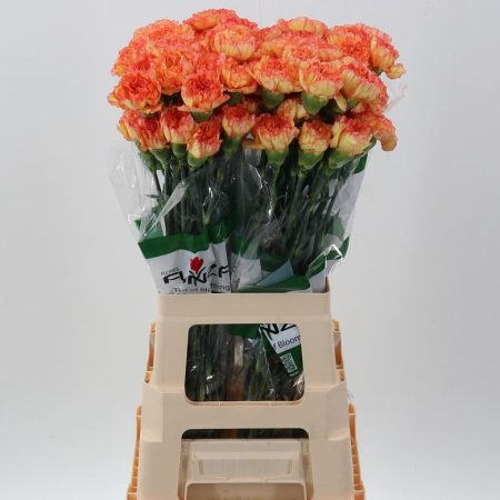 Bicolor Szegfű (COL Boiro) 70cm