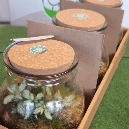 Arrangements (Terrarium Nagy)