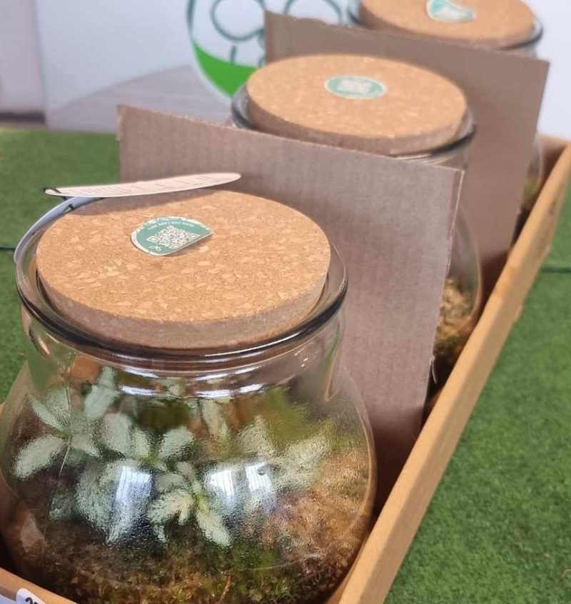 Arrangements (Terrarium Nagy)
