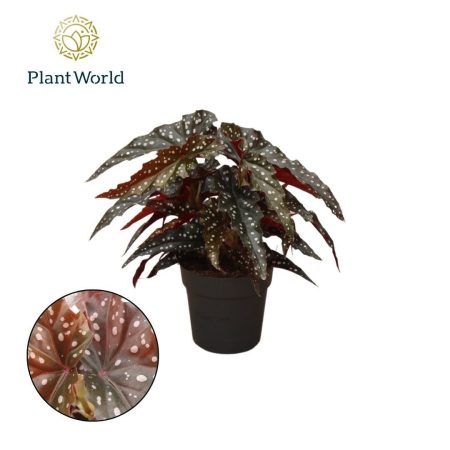 Begonia (Black Forest) 14/30cm